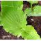 Hosta Candy dish