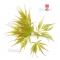 Graines d'Acer Matsumurae Green globe