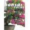 BONSAI FOCUS N° 76