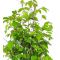 carpinus japonica 1 plante godet