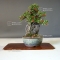 cotoneaster microphylla ref :2309010512