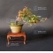 Pyracantha angustifolia bonsai ref: 30090159