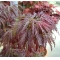 Graines d'Acer matsumurae dissectum garnet