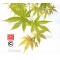 Graines d'Acer palmatum jiro shidare
