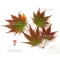 Graines d'Acer palmatum variété 9001