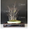 fagus crenata beech forest bonsai ref: 24020163