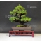 Cryptomeria japonica ref :18070164