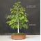 fagus crenata beech tree bonsai ref: 14070172