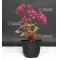 saxifraga-fortunei-no-hime
