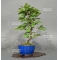 Carpinus laxiflora 22050181