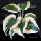 Hosta Autumn frost 3liter pot