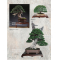 BONSAI FOCUS N° 131