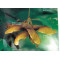 acer maximowiczianum