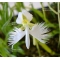 Habenaria radiata white egret orchid 1 bulb