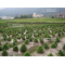 10 graines de Pinus pentaphylla