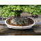 TAMAHI big SIZE ORGANIC BONSAI FERTILIZER
