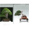 Bonsai focus magazine 96