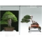 BONSAI FOCUS N° 96