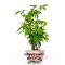 carpinus japonica 1 single tree 1 liter pot