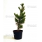 pinus pentaphylla variété "blue lou" pot 10 litres