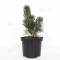 Pinus thunbergii "kotobuki" 20-25 cm