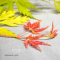 acer palmatum orange lace ® variété protégée