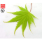 graines d'acer matsumurae ki hachijo