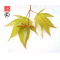 graines d'acer matsumurae lutescens