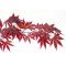 ACER PALMATUM 'Atropurpureum'