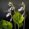 Hosta Ruffed up