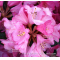rhododendron wine and roses ®