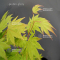 acer shirasawanum garden glory