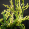 cryptomeria spiralis falcata kiara gold