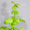 acer circinatum gees witchs broom