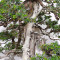juniperus rigida ref: 19070251