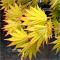 graines d'acer shirasawanum jordan