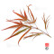 graines d'acer amoenum enkan