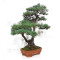 PINUS PENTAPHYLLA ref: 28070261