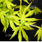 Acer palmatum going green ® variété protégée