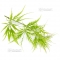 Graines d'Acer Matsumurae Seki mori