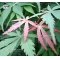 acer amoenum seeds wakehurst pink