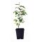 Stewartia monadelpha 0.8 Litre pot 20-30 cm