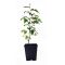 Stewartia monadelpha jeune plant pot 1 l 40-50 cm