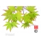 Graines d'Acer Amoenum Oshio beni