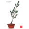 Pinus pentaphylla du Japon "ryuju" pot 2 litres