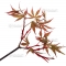 Graines d'Acer Amoenum Nicholsonii