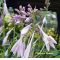 Hosta Praying hands