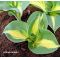 Hosta Dream weawer