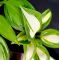 Hosta Magic island