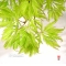 acer matsumurae seeds red autumn lace